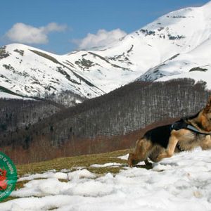 Grupo del perro de Salvamento de Navarra - Galería de fotos 19