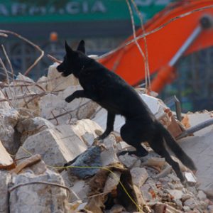 Grupo del perro de Salvamento de Navarra - Galería de fotos 9