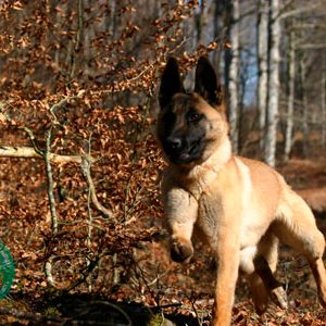 Grupo del perro de Salvamento de Navarra - Galería de fotos 6