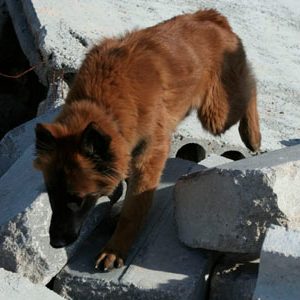 Grupo del perro de Salvamento de Navarra - Galería de fotos 2