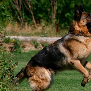 Grupo del perro de Salvamento de Navarra - Galería de fotos 1