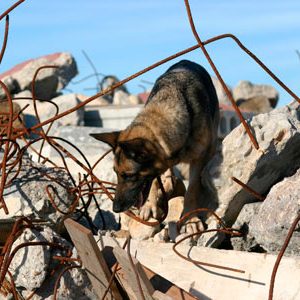 Grupo del perro de Salvamento de Navarra - Galería de fotos 27