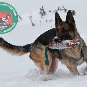 Grupo del perro de Salvamento de Navarra - Galería de fotos 25