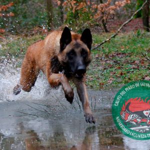 Grupo del perro de Salvamento de Navarra - Galería de fotos 20