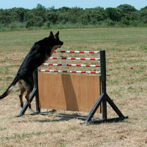 Grupo del perro de Salvamento de Navarra - Galería de fotos 17