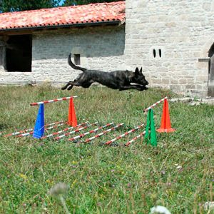 Grupo del perro de Salvamento de Navarra - Galería de fotos 14