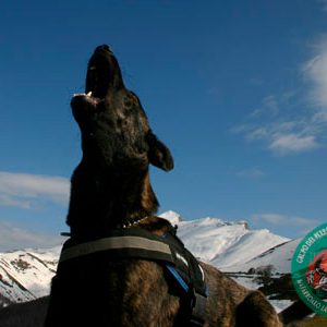 Grupo del perro de Salvamento de Navarra - Galería de fotos 12